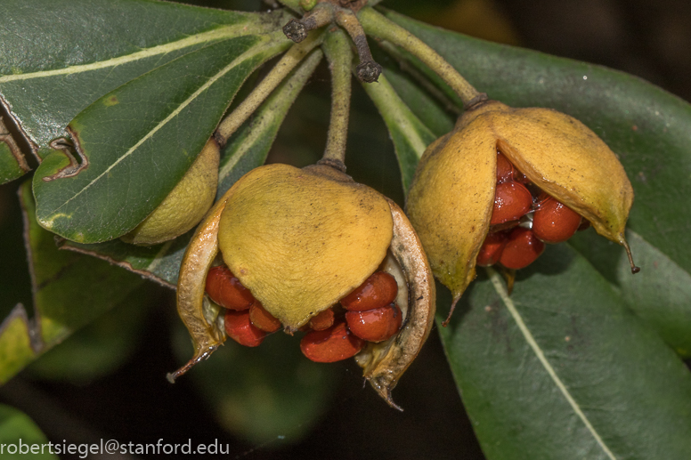 pittosporum